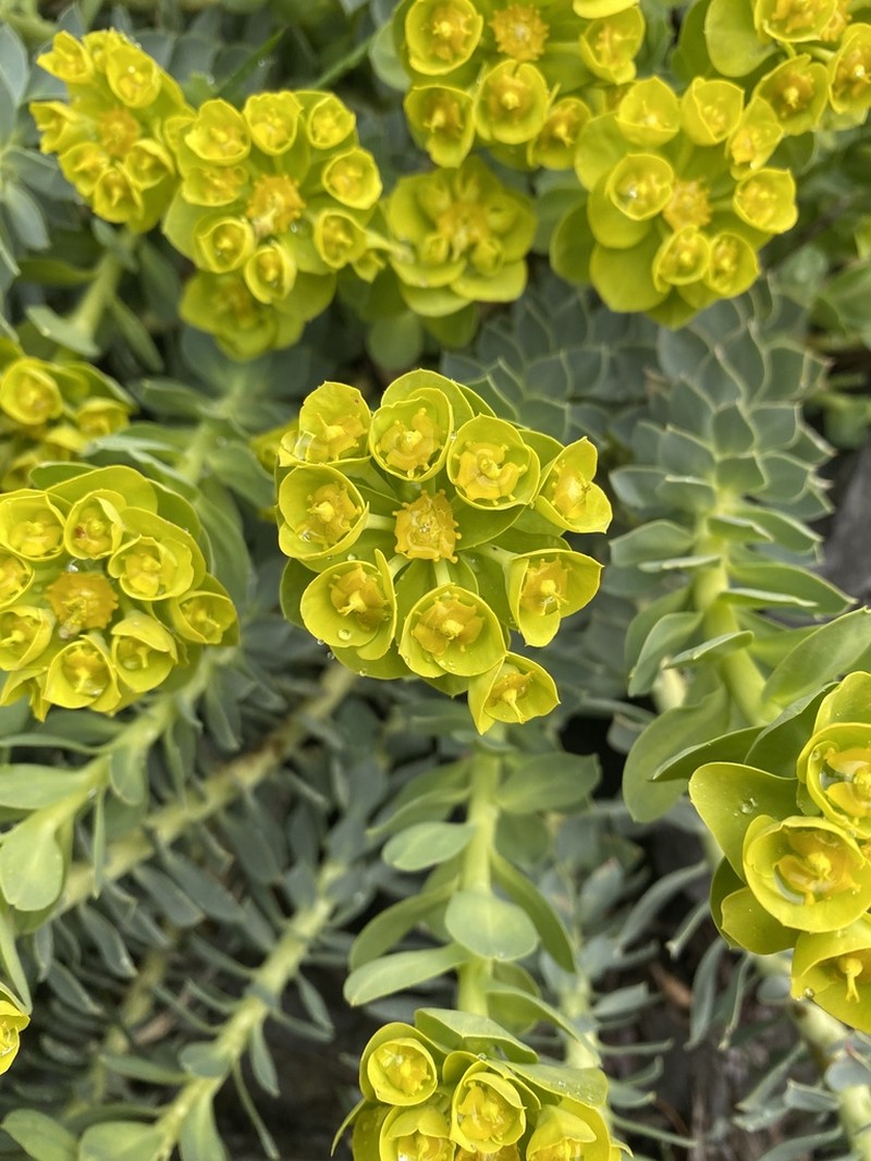 Myrtle Spurge photo 4