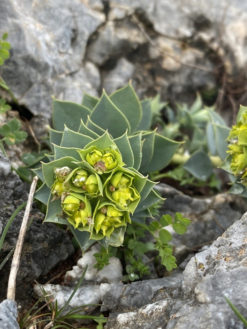 Myrtle Spurge photo 5