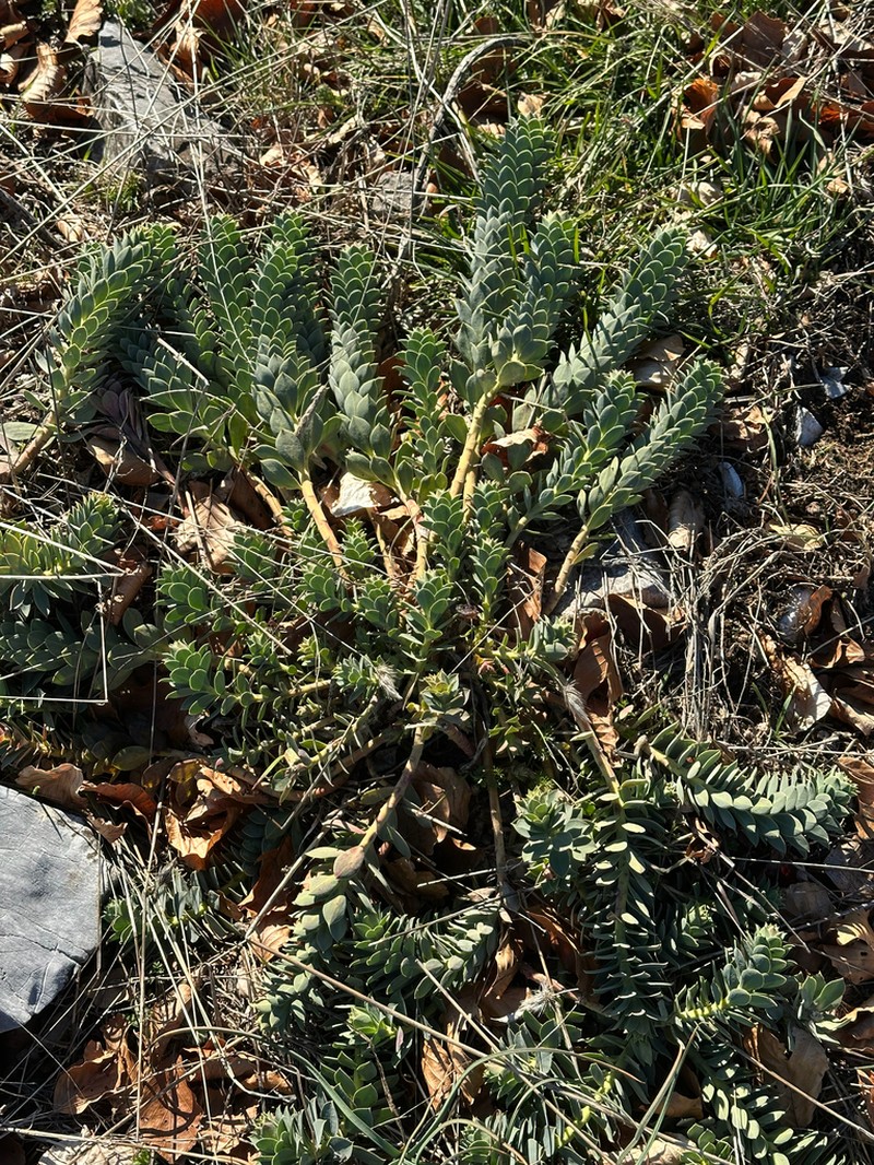 Myrtle Spurge photo 6