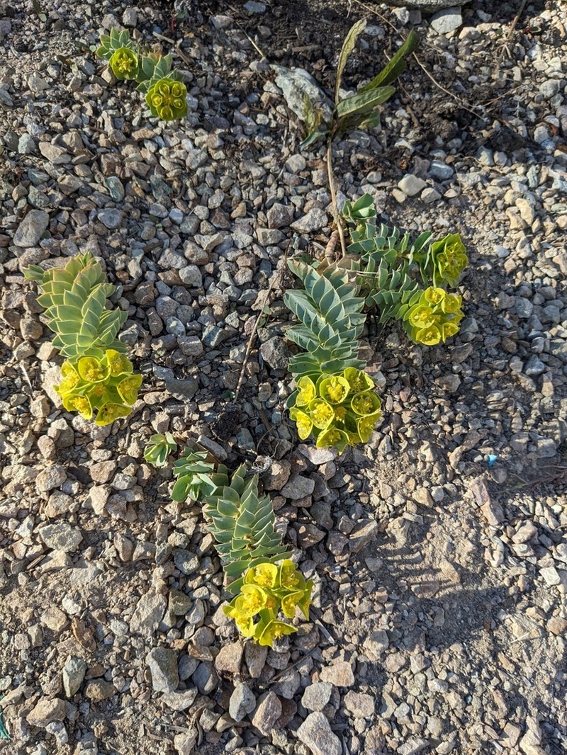 Myrtle Spurge photo 7