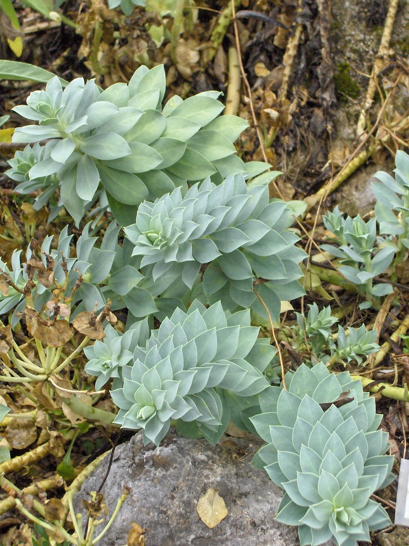 Myrtle Spurge photo 2