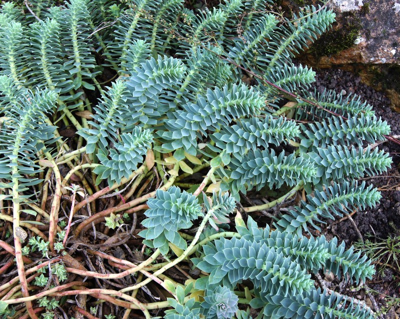 Myrtle Spurge photo 3