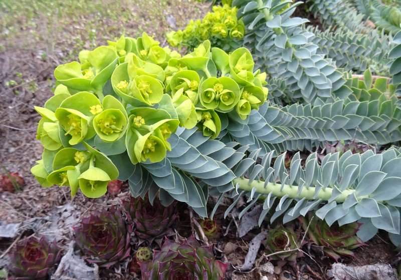 Myrtle Spurge photo 4