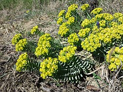 Myrtle Spurge