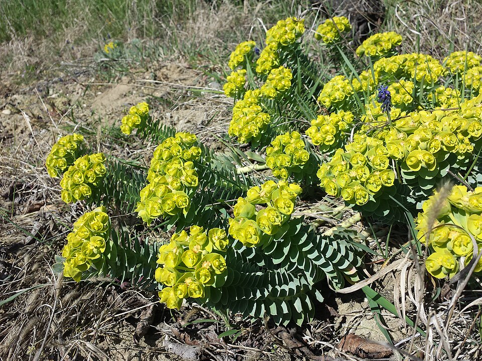 Myrtle Spurge