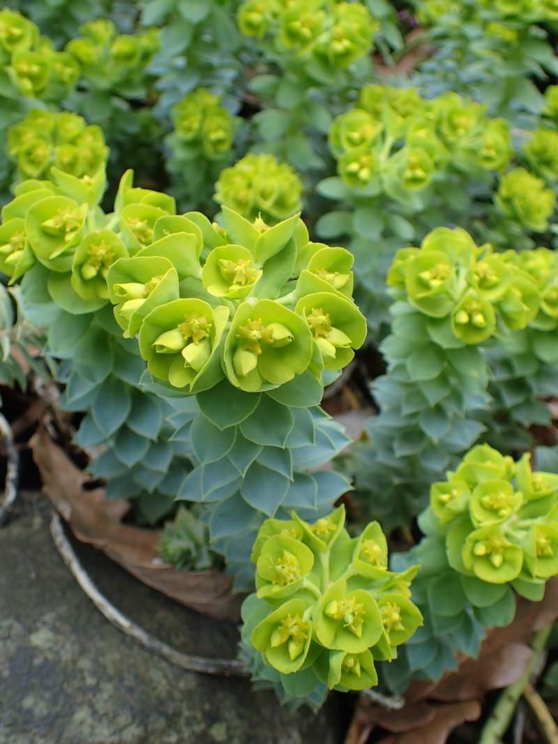 Myrtle Spurge photo 5