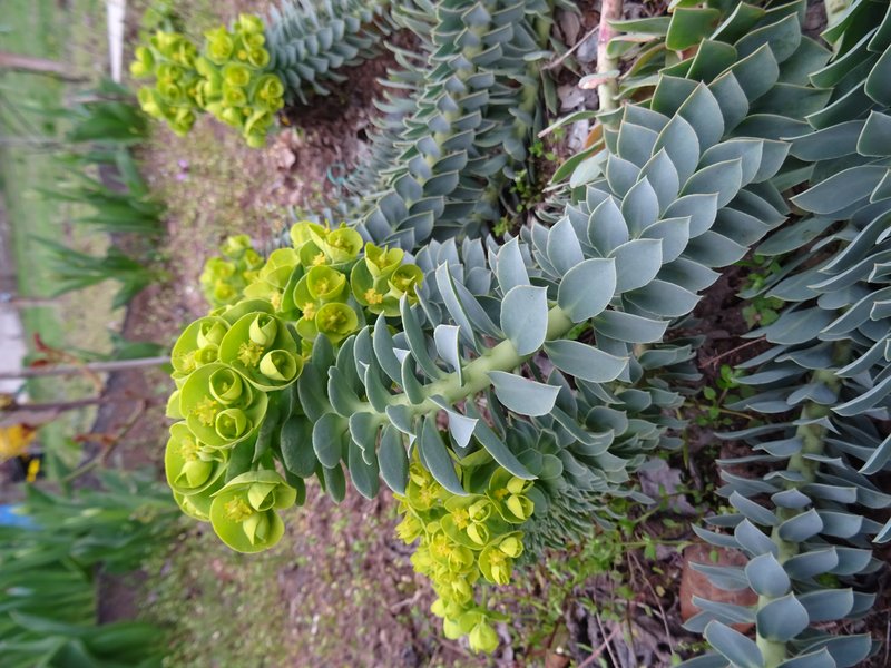 Myrtle Spurge photo 6