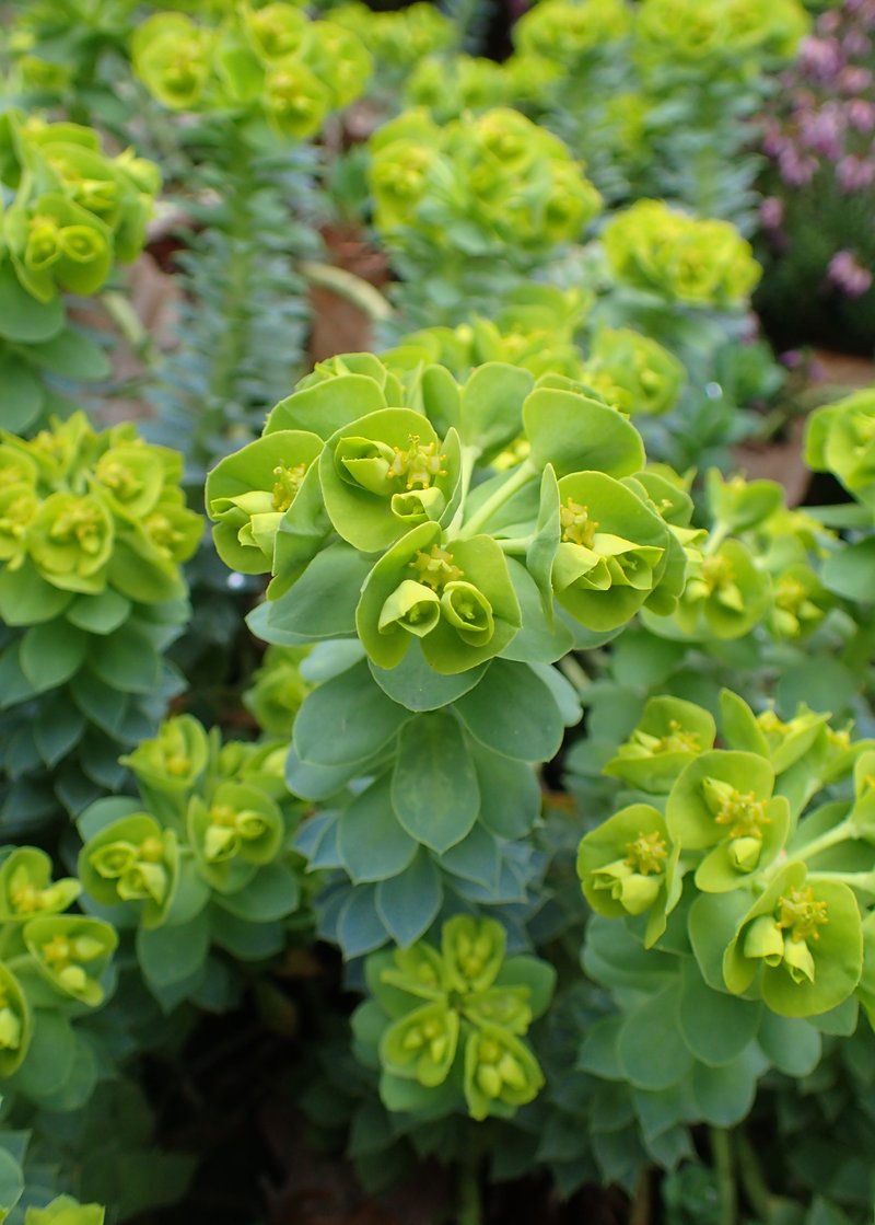 Myrtle Spurge photo 7