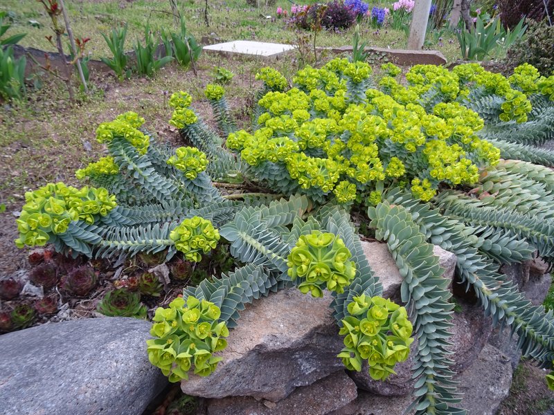 Myrtle Spurge photo 8