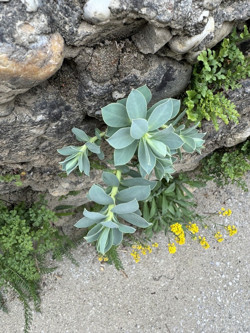 Euphorbia myrsinites subsp. myrsinites
