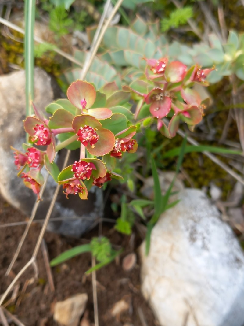Euphorbia myrsinites subsp. myrsinites photo 2