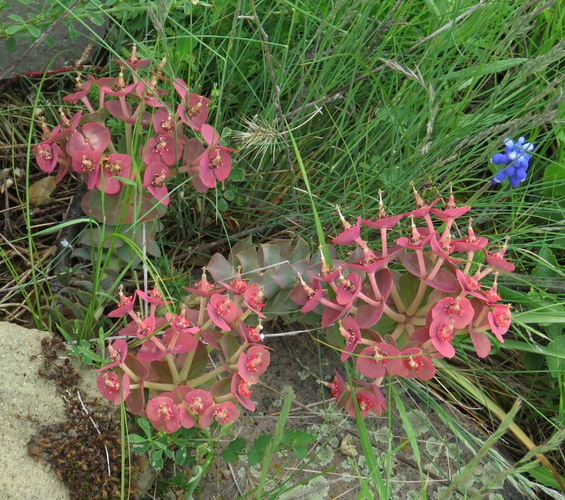 Euphorbia myrsinites subsp. myrsinites photo 3