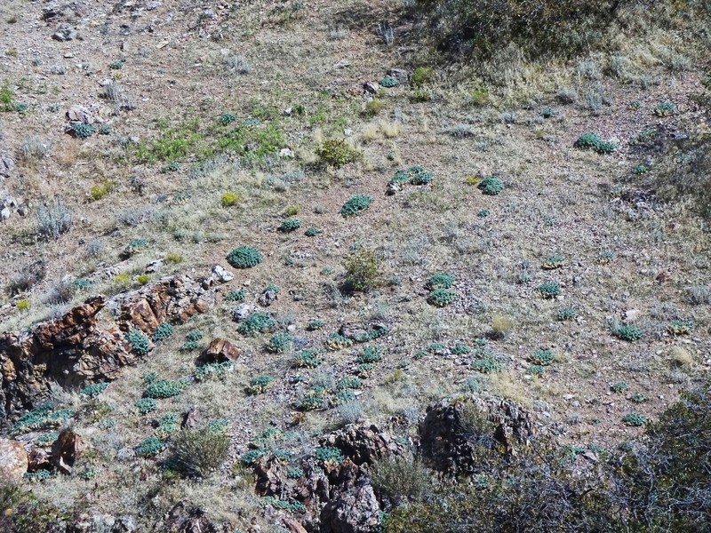 Euphorbia myrsinites subsp. myrsinites photo 4