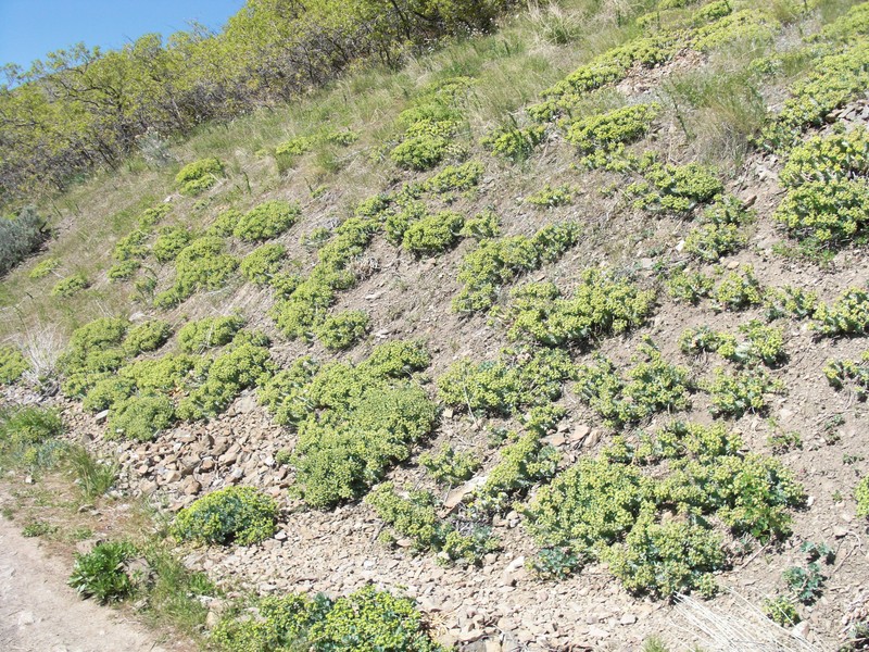 Euphorbia myrsinites subsp. myrsinites photo 6