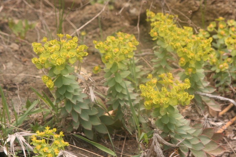Euphorbia myrsinites subsp. myrsinites photo 7