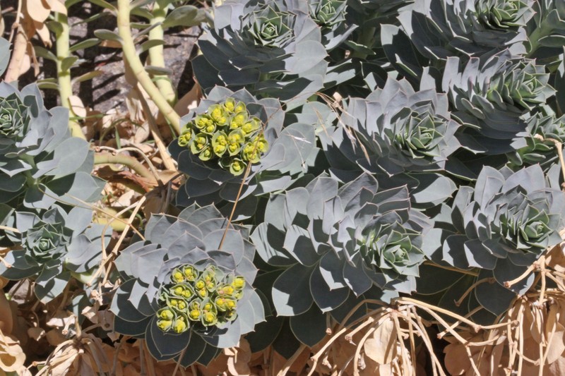 Euphorbia myrsinites subsp. myrsinites photo 8