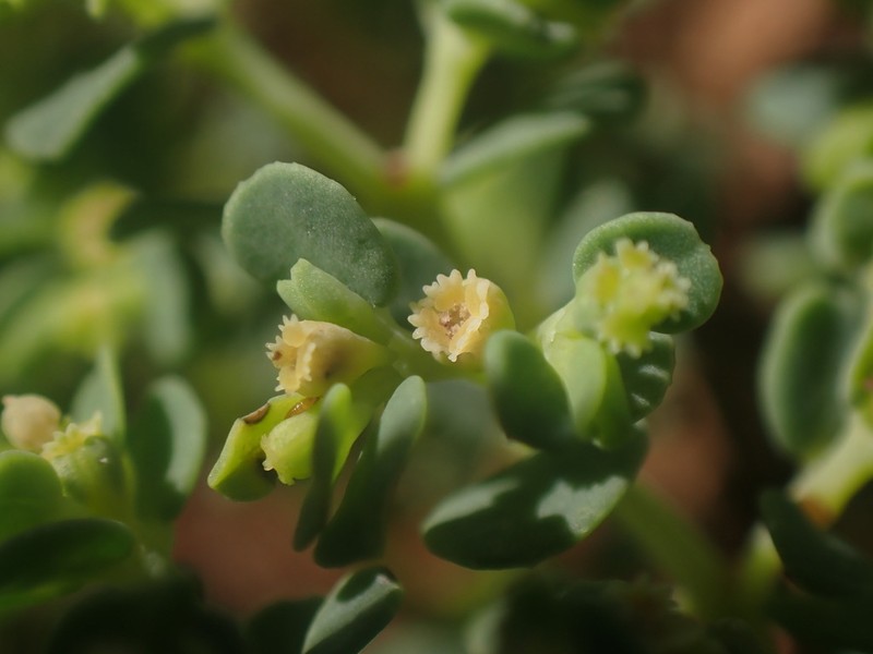 Euphorbia myrtoides