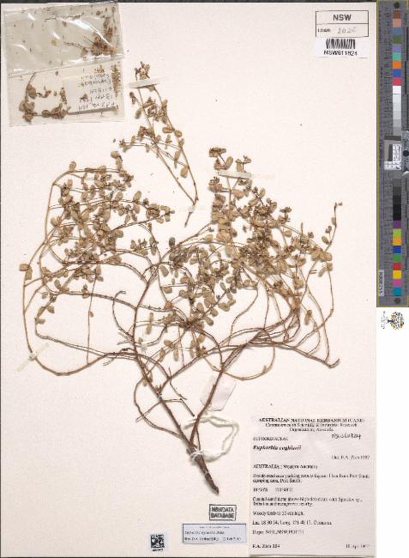 Euphorbia myrtoides photo 2