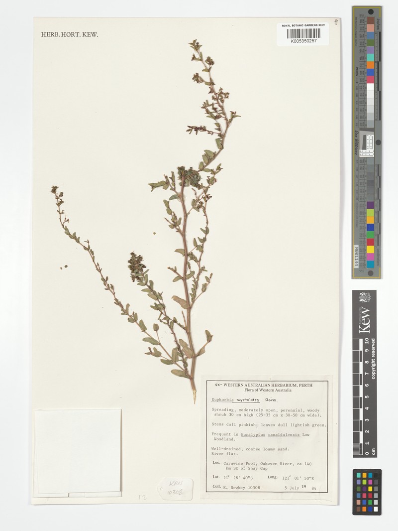 Euphorbia myrtoides photo 3
