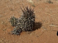 Euphorbia namaquensis