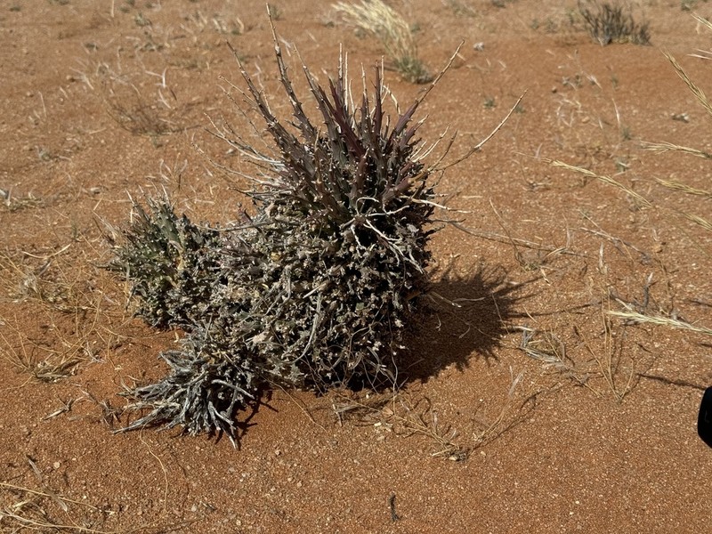 Euphorbia namaquensis