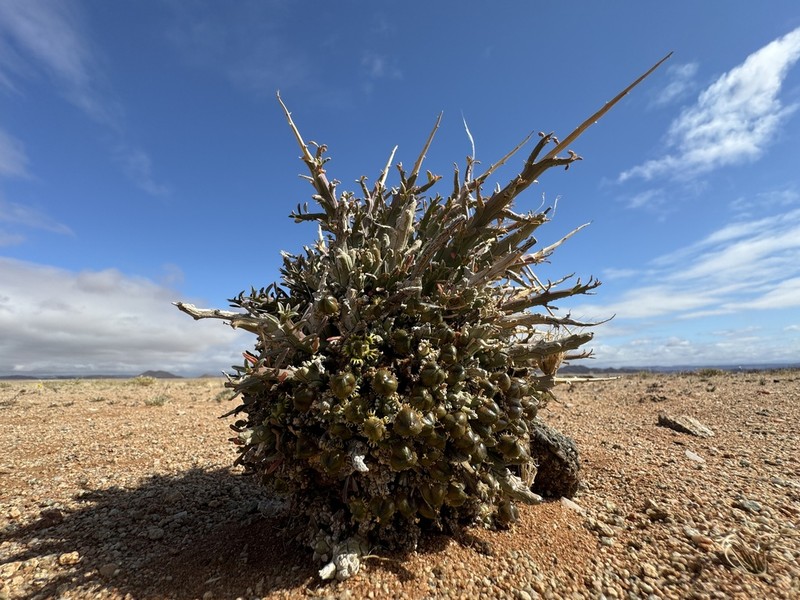 Euphorbia namaquensis photo 2