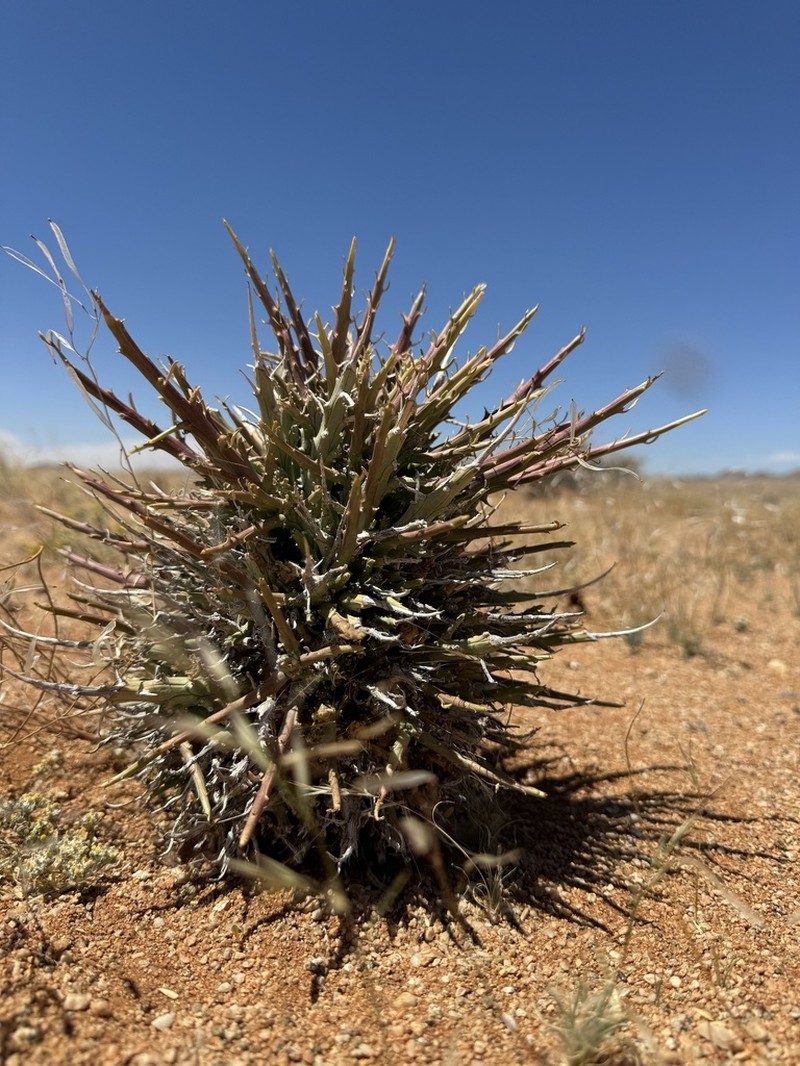 Euphorbia namaquensis photo 3