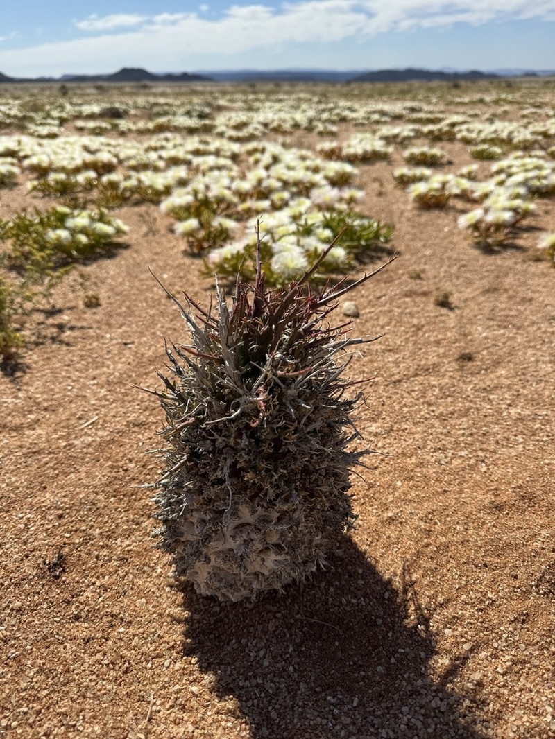 Euphorbia namaquensis photo 4