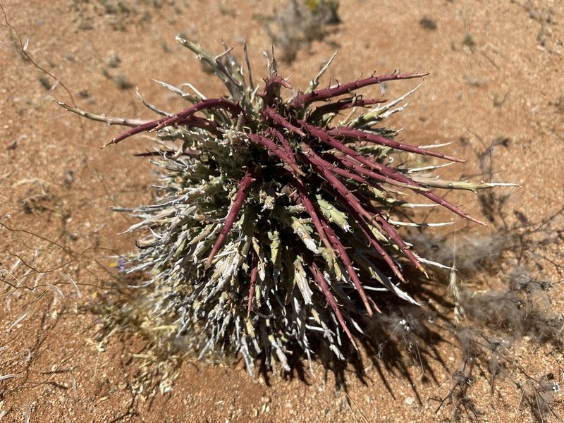 Euphorbia namaquensis photo 5