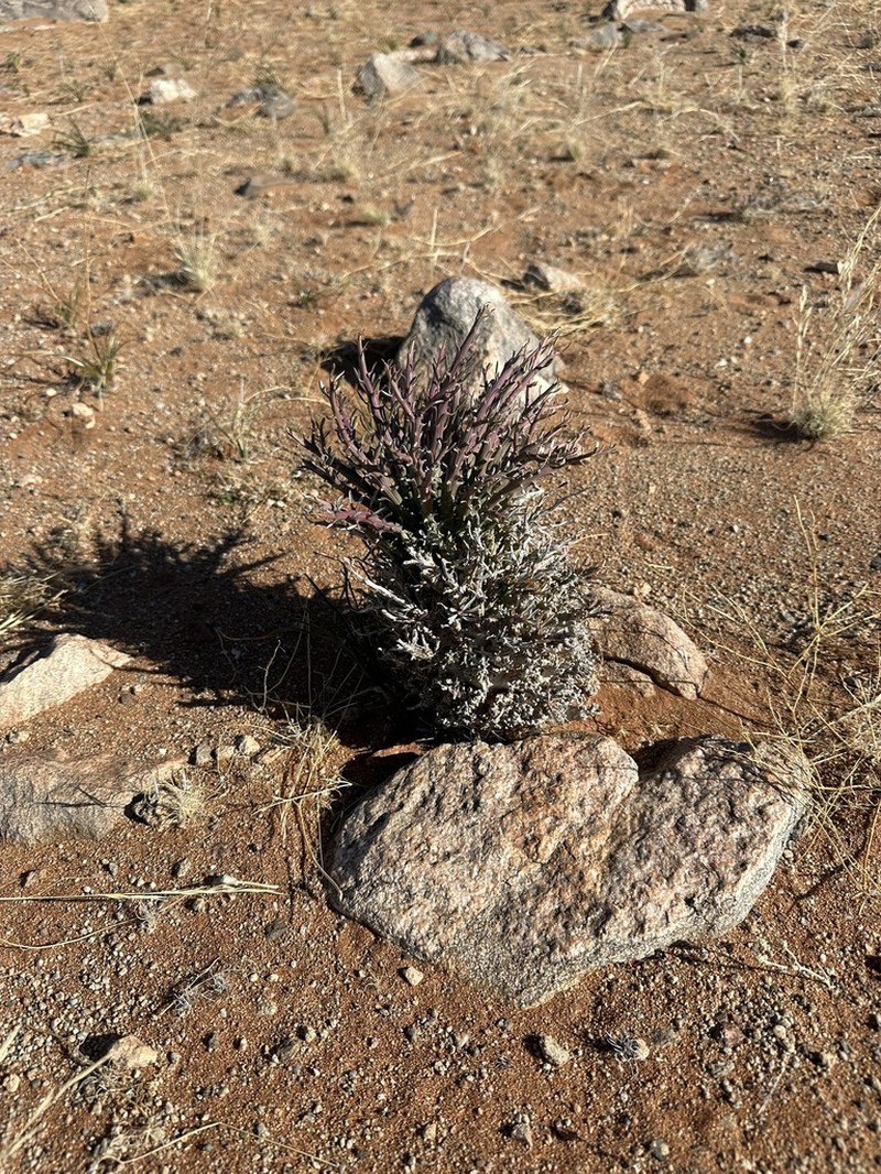 Euphorbia namaquensis photo 6