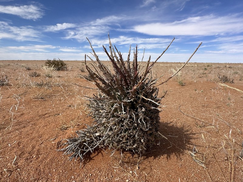 Euphorbia namaquensis photo 8