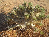 Euphorbia namibensis