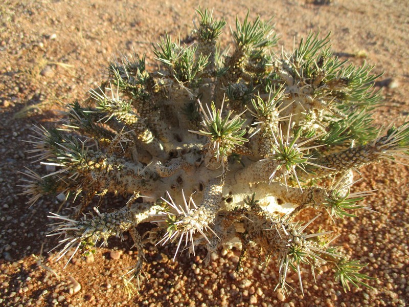 Euphorbia namibensis