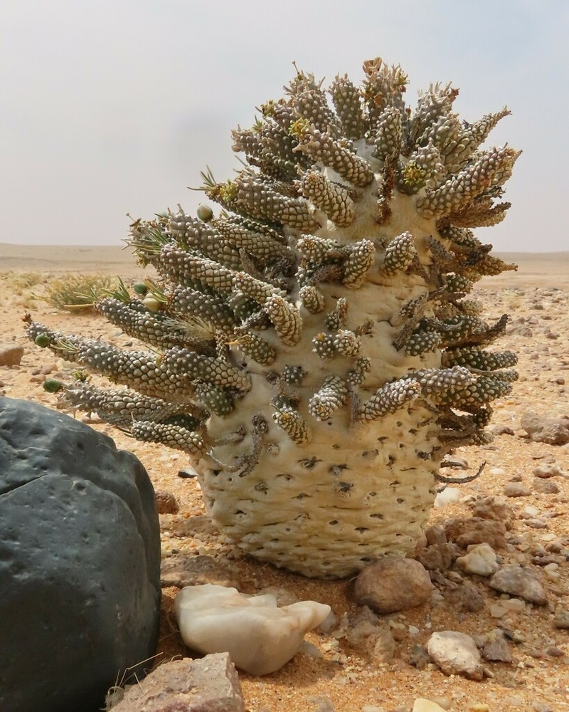 Euphorbia namibensis photo 2
