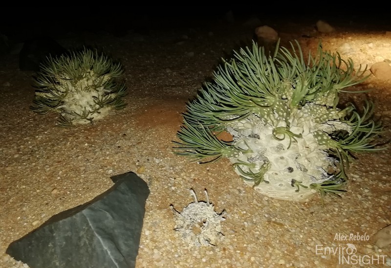 Euphorbia namibensis photo 3