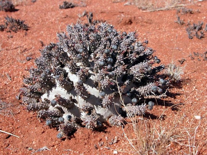 Euphorbia namibensis photo 4