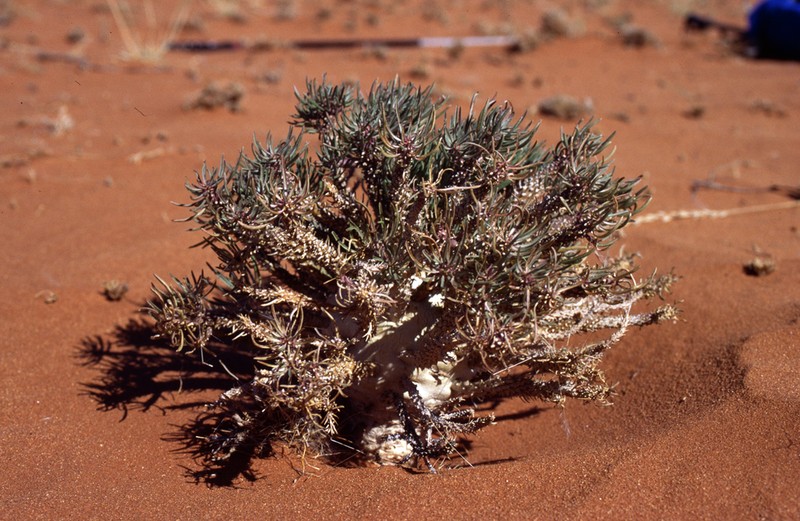 Euphorbia namibensis photo 5