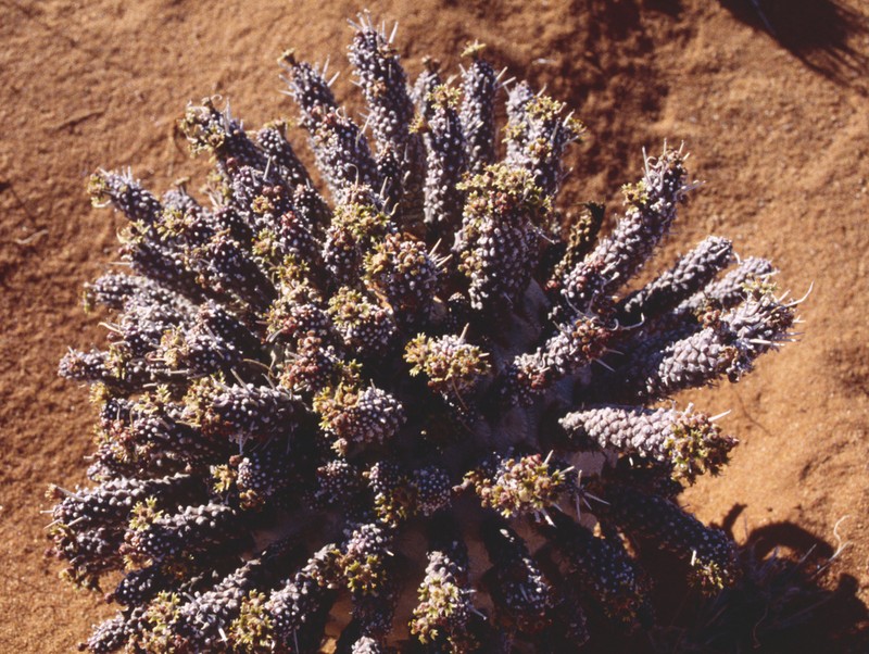 Euphorbia namibensis photo 6