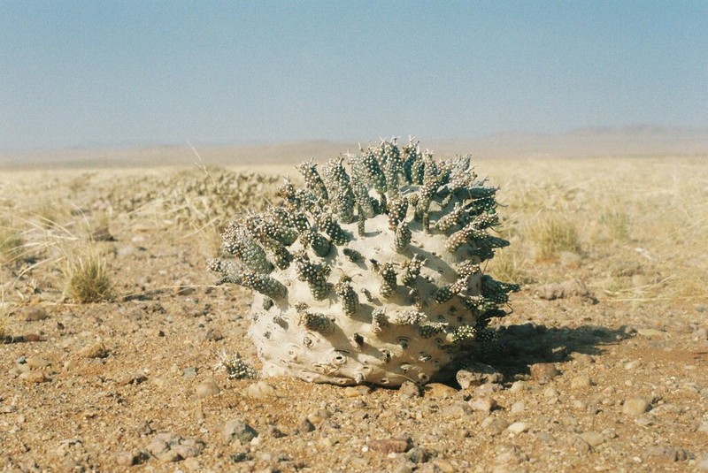 Euphorbia namibensis photo 7