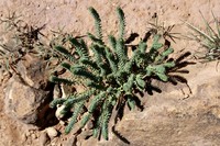Euphorbia natalensis