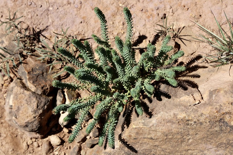 Euphorbia natalensis