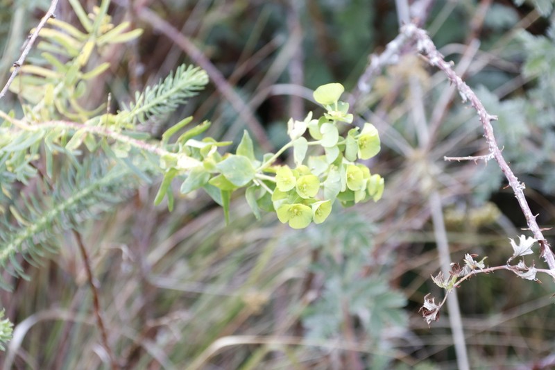 Euphorbia natalensis photo 2