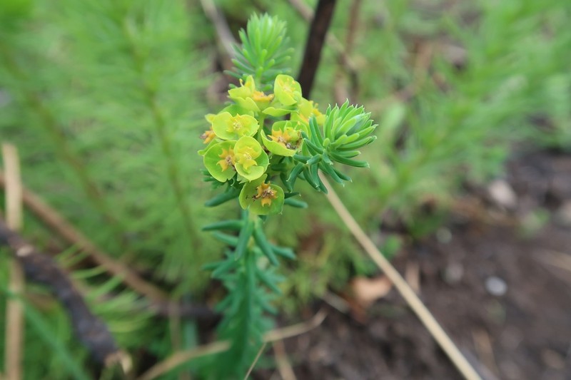Euphorbia natalensis photo 3