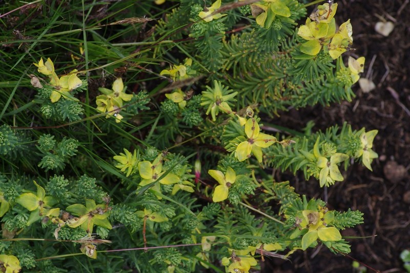 Euphorbia natalensis photo 4