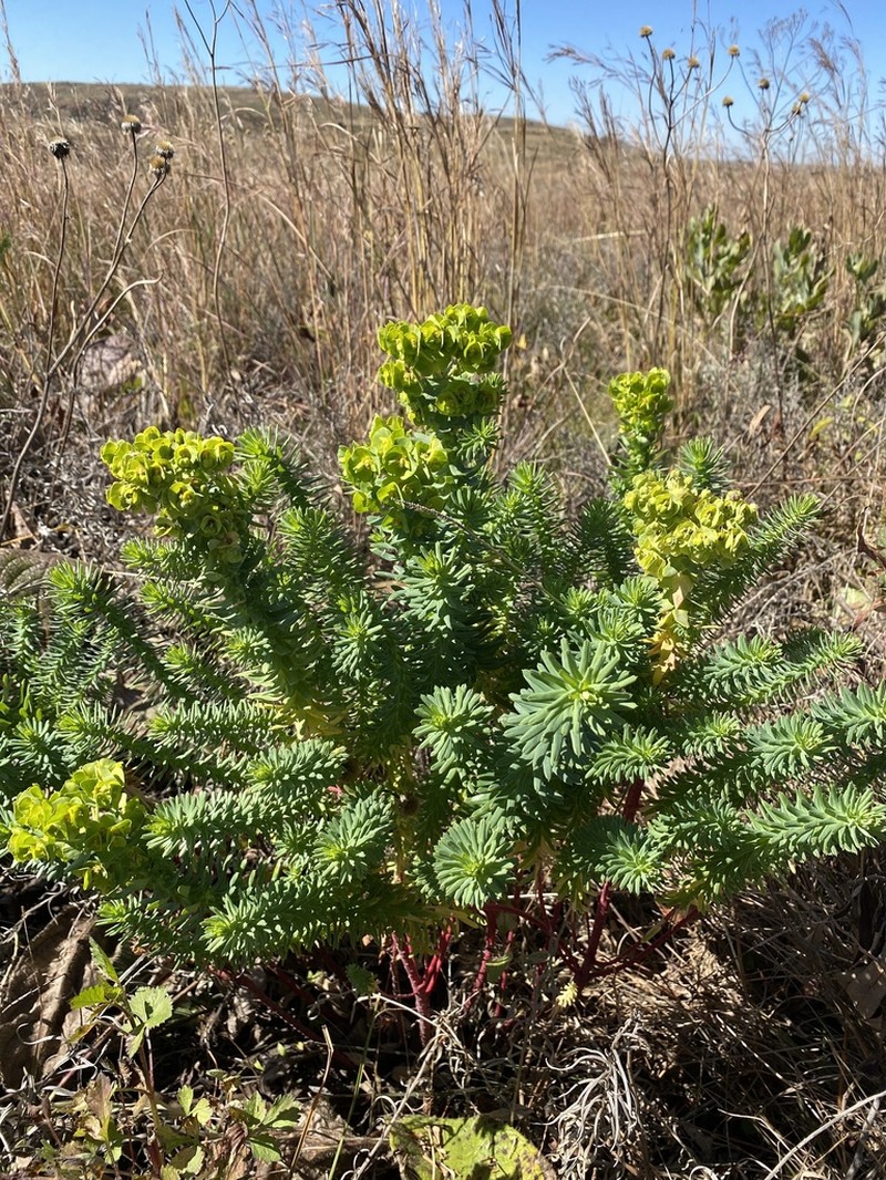 Euphorbia natalensis photo 5