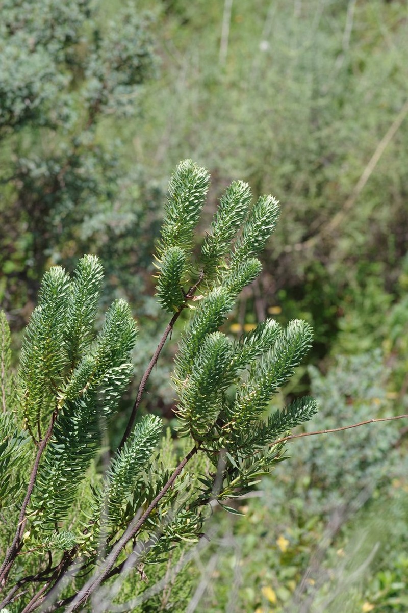 Euphorbia natalensis photo 6