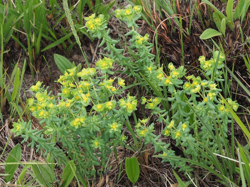 Euphorbia natalensis photo 7