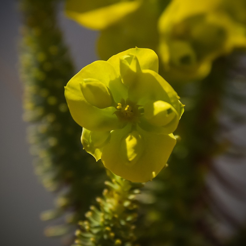 Euphorbia natalensis photo 8