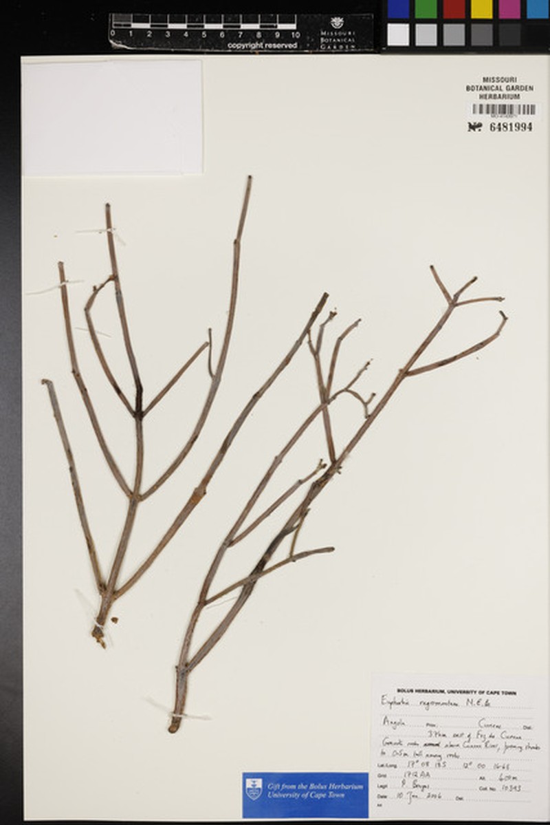 Euphorbia negromontana