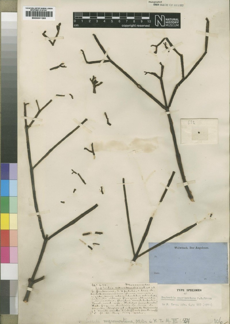 Euphorbia negromontana photo 2